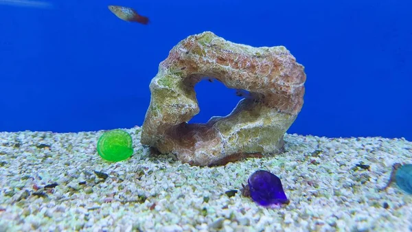 Belo Aquário Tropical Água Doce Com Peixes Tanque Aquário Água — Fotografia de Stock