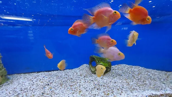 beautiful tropical freshwater aquarium with fishes. Freshwater aquarium tank with fishes