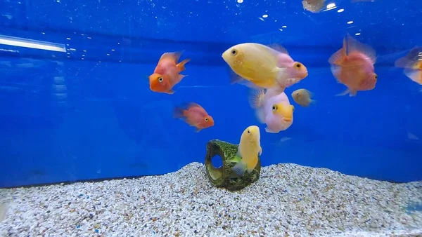 Balıklı Güzel Tropikal Tatlı Akvaryumu Balıklı Tatlı Akvaryumu Tankı — Stok fotoğraf