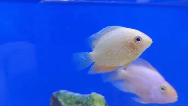 Belo Aquário Tropical Água Doce Com Peixes Tanque Aquário Água — Fotografia de Stock