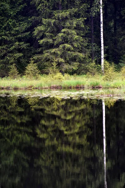 Bosco Verde Riva Lago Riflessione Nell Acqua Del Lago Bella — Foto Stock