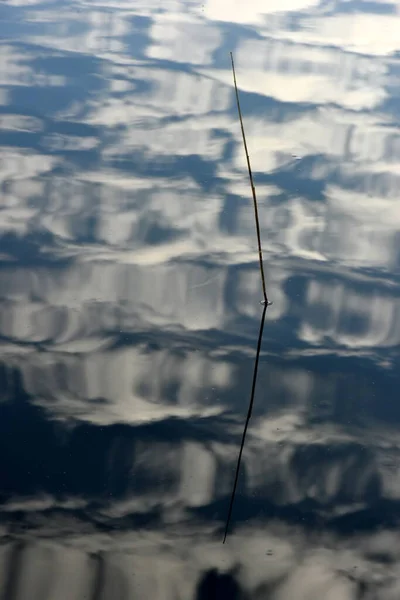 Osamělá Brčka Odrážející Klidné Vodě Osamělý Rákos Jezerní Vodě Kde — Stock fotografie