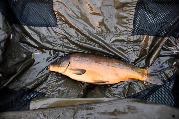 Nyfångad Karp Våt Karpbädd Karpfiske Professionell Fiskeutrustning Fisk Våt Fiskevagn — Stockfoto