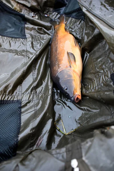 Frisch Gefangener Karpfen Feuchten Karpfenbett Karpfenfischen Professionelle Angelausrüstung Fisch Auf — Stockfoto