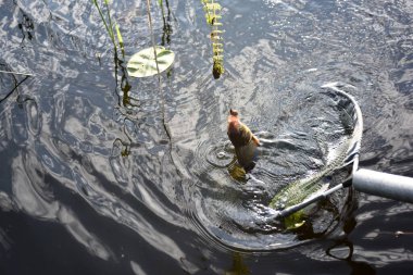 Taze yakalanmış çipura. Balık ağındaki balıklar, yakın plan çipura.