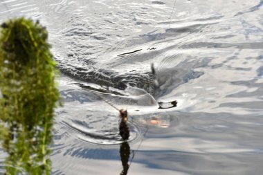 Taze yakalanmış çipura. Balık ağındaki balıklar, yakın plan çipura.