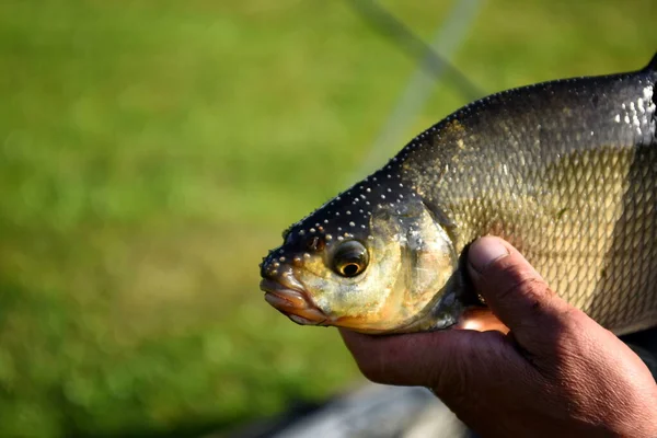 Glücklicher Angler Hält Große Brassen Männchen Mit Bräunlicher Färbung Auf — Stockfoto