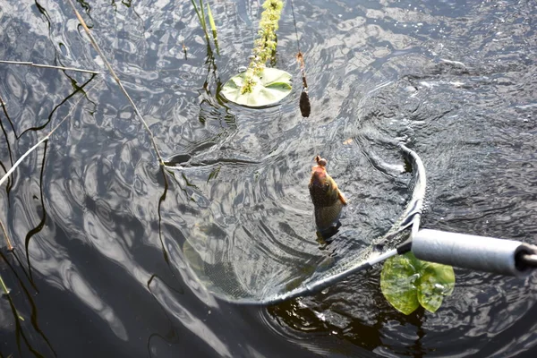 Frisch Gefangene Brachsen Fisch Fischernetz Brachsen Großaufnahme — Stockfoto