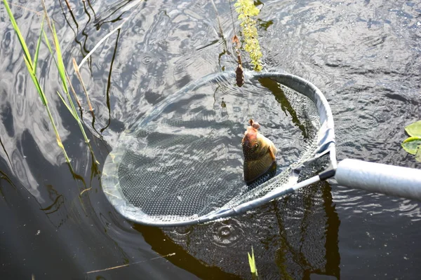 Fraîchement Pêché Daurade Commune Poisson Dans Filet Pêche Gros Plan — Photo