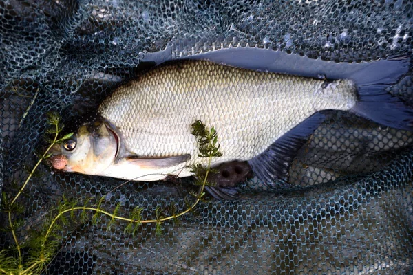 Orata Comune Appena Catturata Pesce Una Rete Pesca Primo Piano — Foto Stock