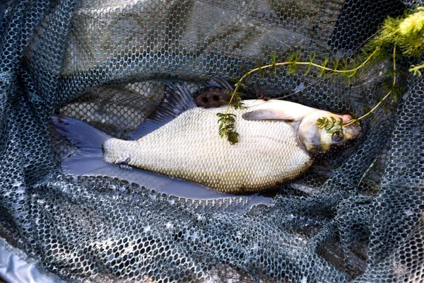 Recién Cogido Besugo Común Pescado Una Red Pesca Besugo Común — Foto de Stock