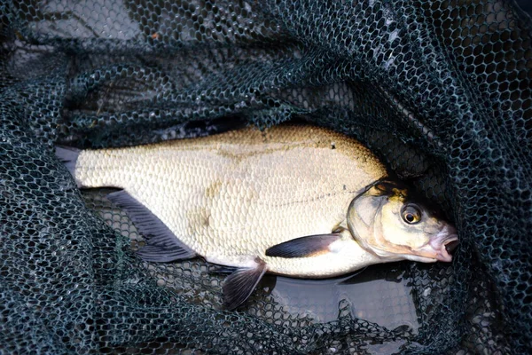 Recién Cogido Besugo Común Pescado Una Red Pesca Besugo Común — Foto de Stock
