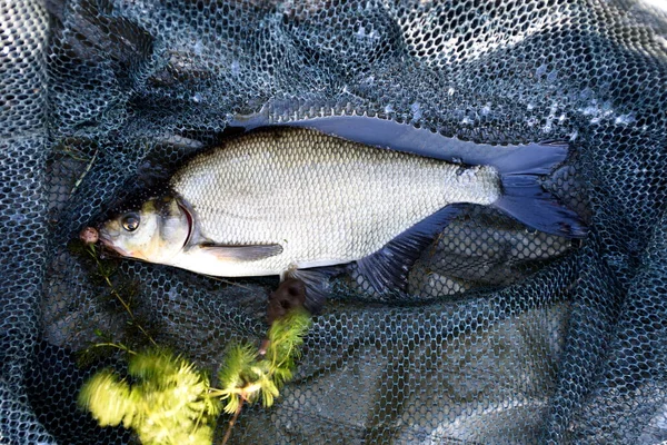 Frisch Gefangene Brachsen Fisch Fischernetz Brachsen Großaufnahme — Stockfoto