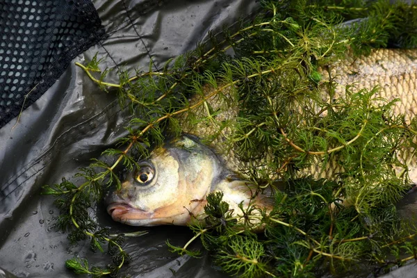 Frisch Gefangene Brachsen Fisch Fischernetz Brachsen Großaufnahme — Stockfoto