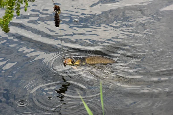 Fraîchement Pêché Daurade Commune Poisson Dans Filet Pêche Gros Plan — Photo