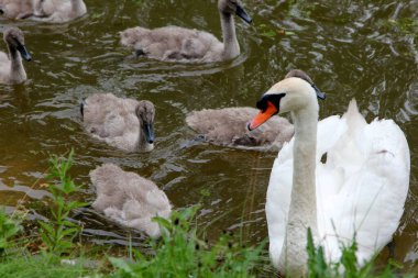 Küçük gri kuğu çocukları olan bir kuğu ailesi gölde yüzüyor. 