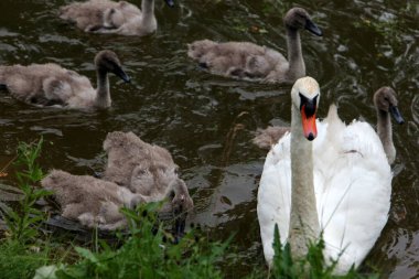 Küçük gri kuğu çocukları olan bir kuğu ailesi gölde yüzüyor. 