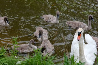 Küçük gri kuğu çocukları olan bir kuğu ailesi gölde yüzüyor. 