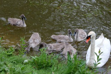 Küçük gri kuğu çocukları olan bir kuğu ailesi gölde yüzüyor. 