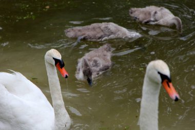 Küçük gri kuğu çocukları olan bir kuğu ailesi gölde yüzüyor. 