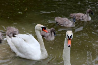 Küçük gri kuğu çocukları olan bir kuğu ailesi gölde yüzüyor. 