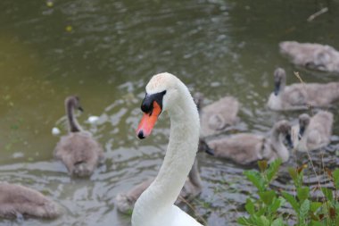 Küçük gri kuğu çocukları olan bir kuğu ailesi gölde yüzüyor. 