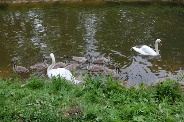 Svanfamilj Med Små Grå Svanbarn Simmar Sjön — Stockfoto