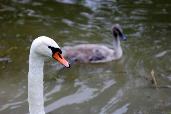 Una Famiglia Cigni Con Piccoli Cigni Grigi Nuota Nell Acqua — Foto Stock