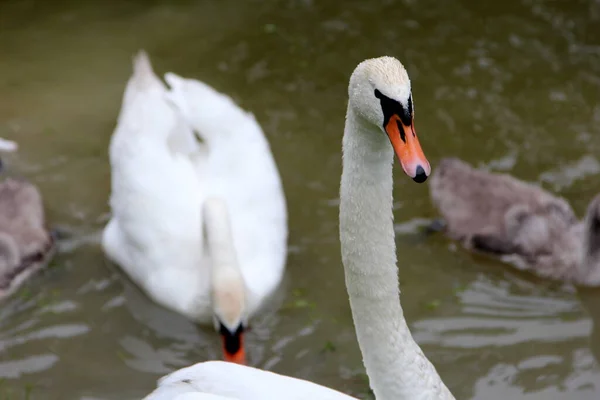 Svanfamilj Med Små Grå Svanbarn Simmar Sjön — Stockfoto