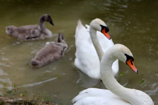 Family Swans Small Gray Swan Children Swims Lake Water — Stock Photo, Image