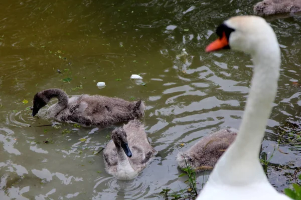 Family Swans Small Gray Swan Children Swims Lake Water — Stock Photo, Image