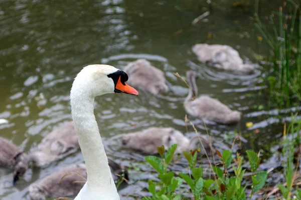 Svanfamilj Med Små Grå Svanbarn Simmar Sjön — Stockfoto