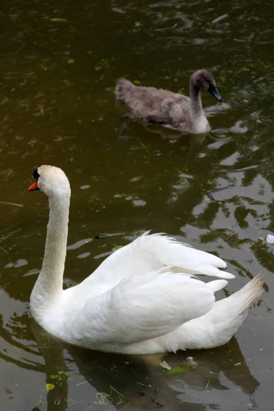 Семья Лебедей Маленькими Серыми Лебедиными Детьми Плавает Озере — стоковое фото
