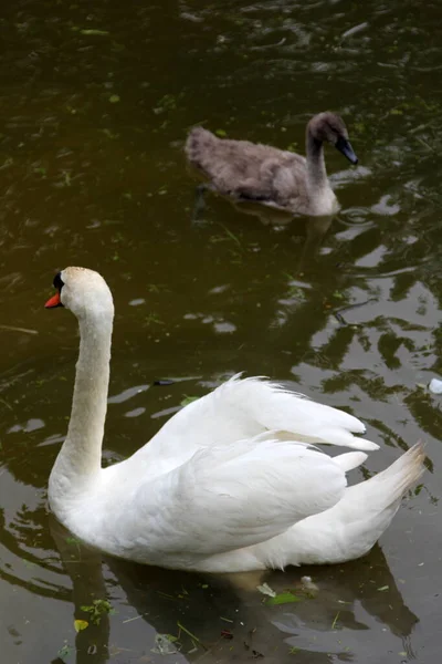 Family Swans Small Gray Swan Children Swims Lake Water — Stock Photo, Image