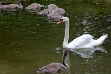 Küçük gri kuğu çocukları olan bir kuğu ailesi gölde yüzüyor. 