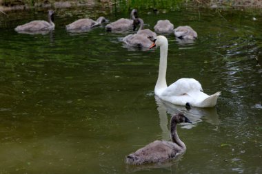 Küçük gri kuğu çocukları olan bir kuğu ailesi gölde yüzüyor. 