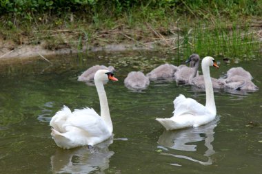 Küçük gri kuğu çocukları olan bir kuğu ailesi gölde yüzüyor. 