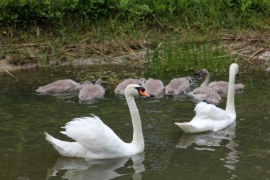 Küçük gri kuğu çocukları olan bir kuğu ailesi gölde yüzüyor. 