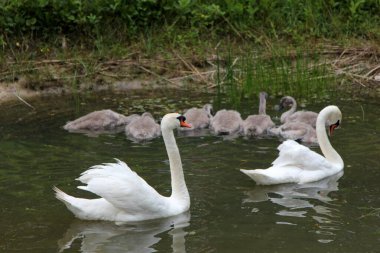 Küçük gri kuğu çocukları olan bir kuğu ailesi gölde yüzüyor. 
