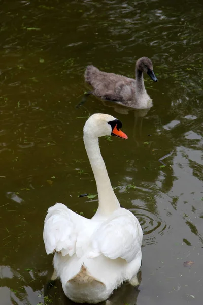 Family Swans Small Gray Swan Children Swims Lake Water — Stock Photo, Image