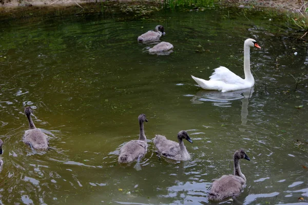 Svanfamilj Med Små Grå Svanbarn Simmar Sjön — Stockfoto