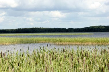 Yeşil tepeli göl, güneşli yaz günü gökyüzünde bulutlar, Letonya 'da Usma Gölü 