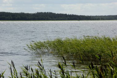 Yeşil tepeli göl, güneşli yaz günü gökyüzünde bulutlar, Letonya 'da Usma Gölü 