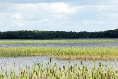 Yeşil tepeli göl, güneşli yaz günü gökyüzünde bulutlar, Letonya 'da Usma Gölü 