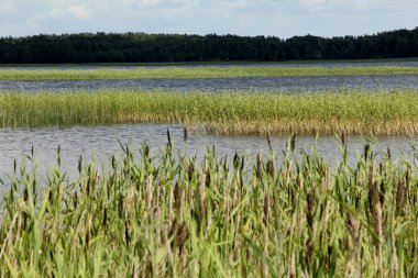 Yeşil tepeli göl, güneşli yaz günü gökyüzünde bulutlar, Letonya 'da Usma Gölü 