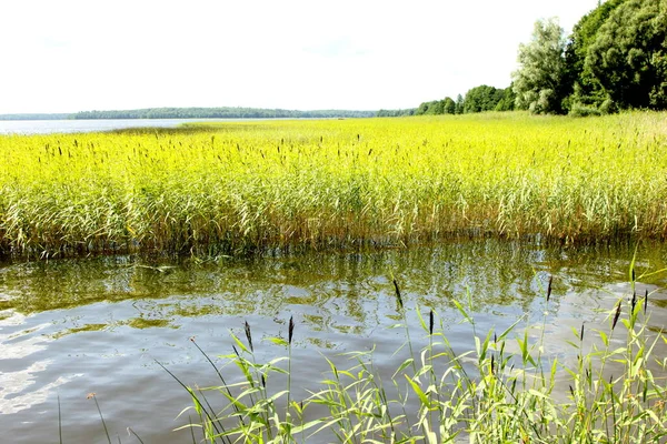 Jezero Zelenými Hřebeny Slunečný Letní Den Mraky Obloze Jezero Usma — Stock fotografie