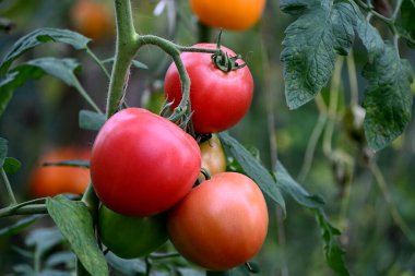 Çiftçi serasında kırmızı yeşil ve sarı domatesler. sağlıklı sebze