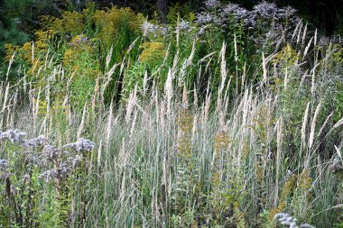Sonbaharda çayır çiçekleri. sonbahar bitkileri