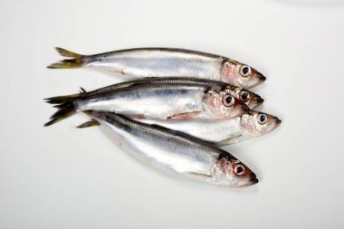 Beyaz arka planda taze Baltık ringa Clupea membraları