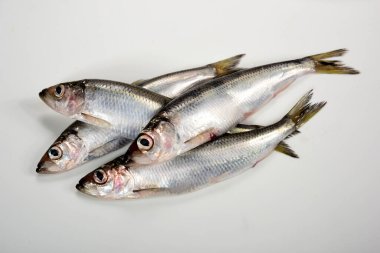 Beyaz arka planda taze Baltık ringa Clupea membraları